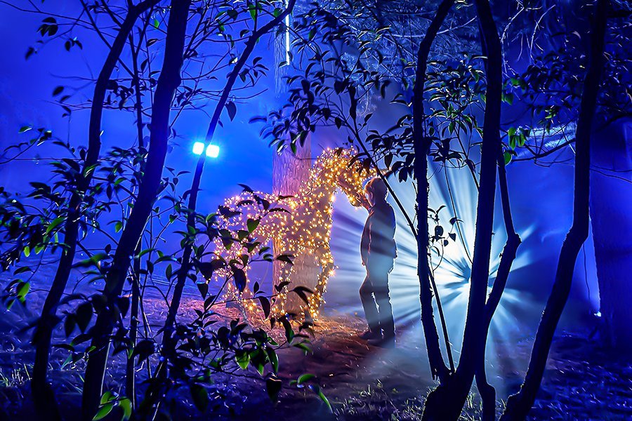 西班牙马德里皇家植物园:超百万个led灯打造浪漫森林灯光秀