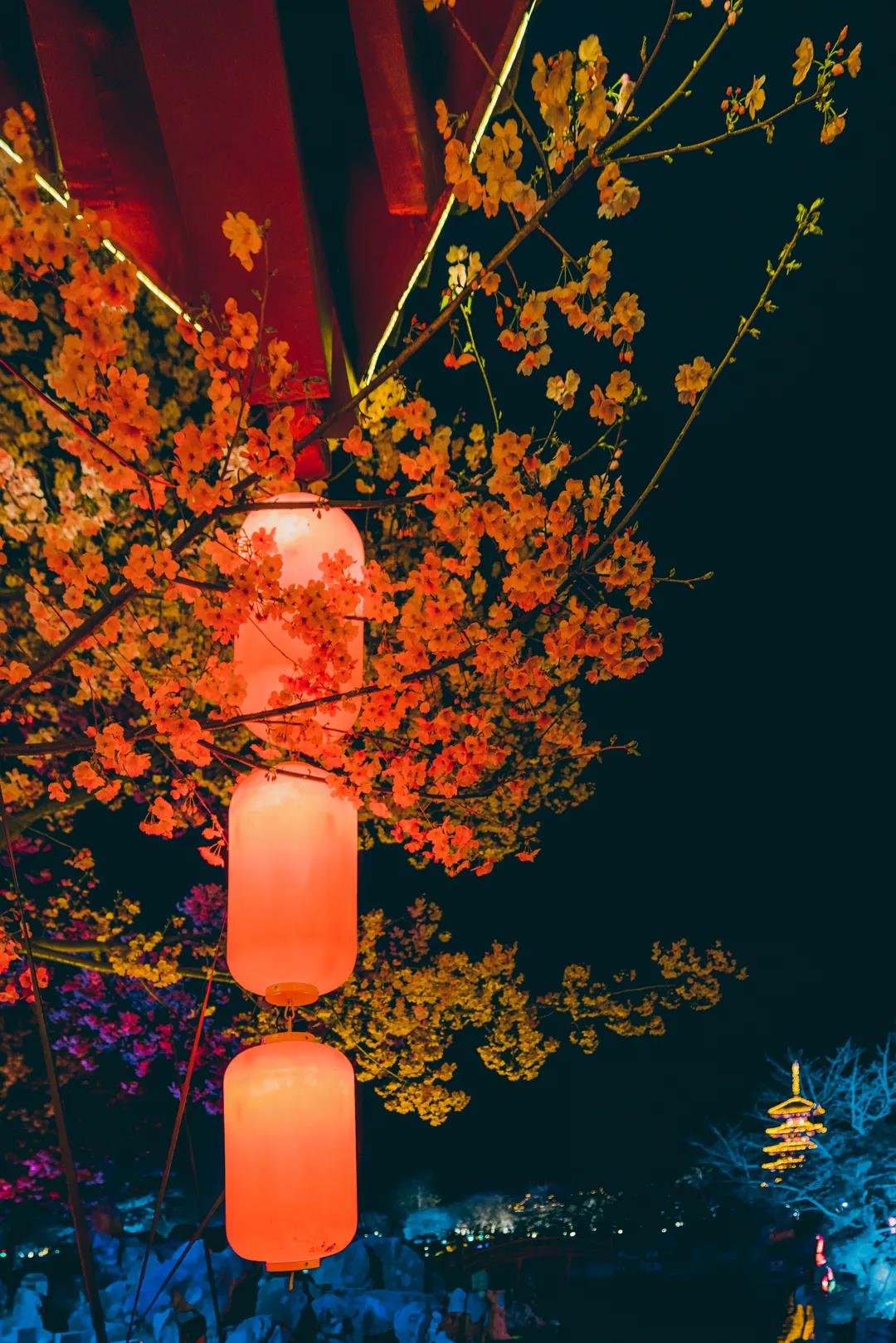 武汉开启夜赏樱花2.0模式,浪漫夜樱美翻天!