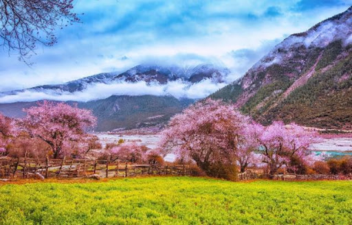 林芝这几年都极具吸引力,成为国内旅游爱好者趋之若鹜的热门目的地。