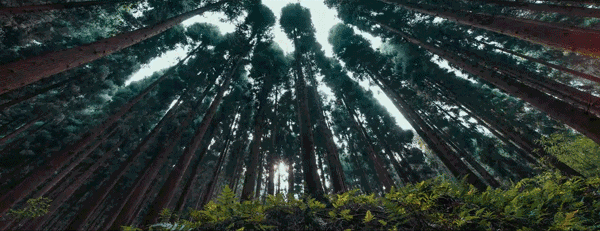 8.gif